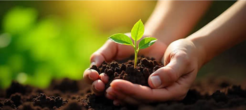 Grüner Cannabissetzling wächst auf einem kleinen Erdhügel, der zwischen den Händen gehalten wird, vor einem natürlich sonnendurchfluteten Hintergrund