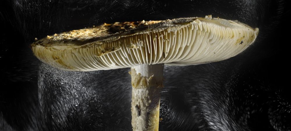 Nahaufnahme eines hellen Pilzhutes, der Pilzsporen freisetzt, vor dunklem Hintergrund mit sichtbaren Lamellen und einer sich ausbreitenden Sporenwolke.