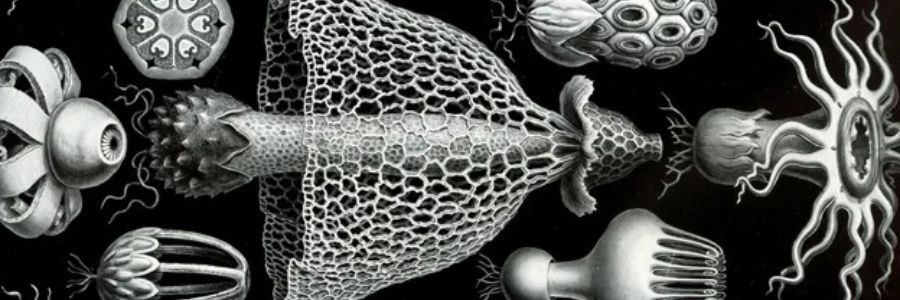 Was sind Pilzsporen: Ein Leitfaden zum Verständnis und zur Züchtung