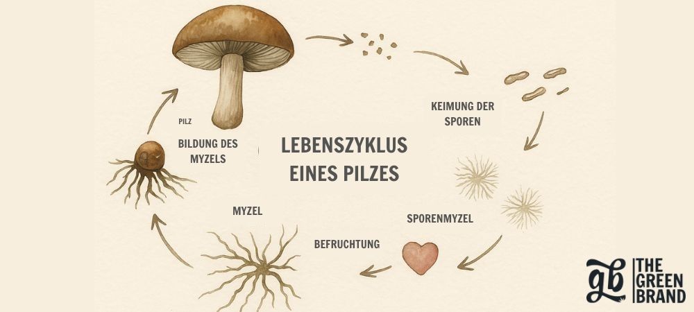 Illustrierte Infografik, die den Lebenszyklus eines Pilzes zeigt:
