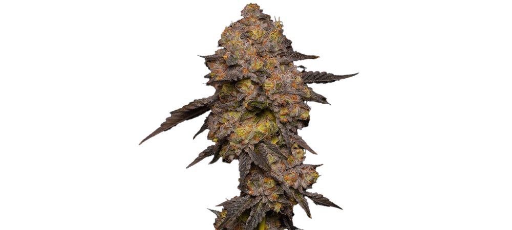 Gary Payton Cannabisblüte mit kompakter Struktur