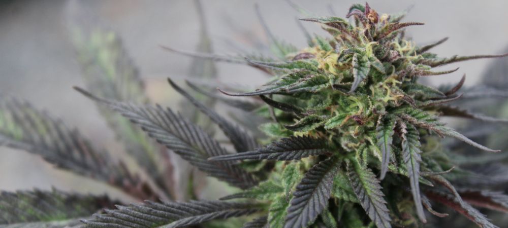 Gary Payton Cannabispflanze in der Blütephase mit dunklen Farbtönen und reichlich Harz