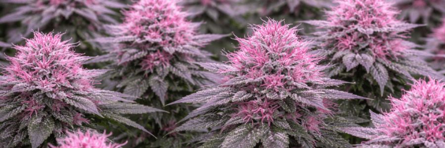 Pink Weed: Mythos, Genetik oder Marketing