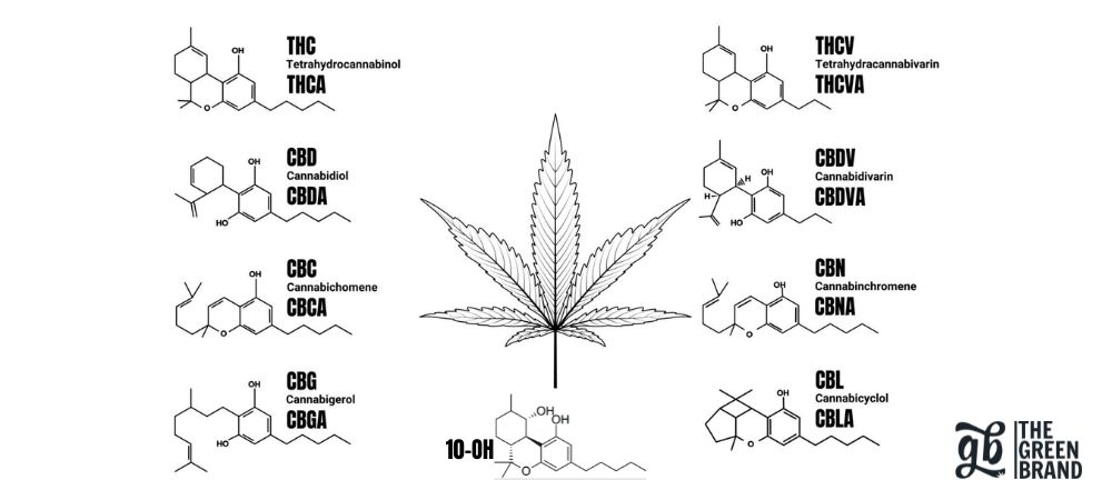 Vergleich von 10-OH mit anderen Cannabinoiden zur Erklärung, was 10-OH ist