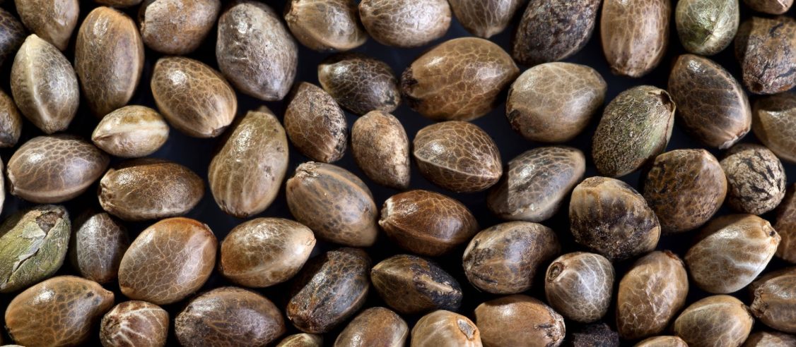 Günstige autoflowering Samen im Großhandel: So sparen Sie, ohne an Qualität einzubüßen Günstige autoflowering Samen im Großhandel: So sparen Sie, ohne an Qualität einzubüßen