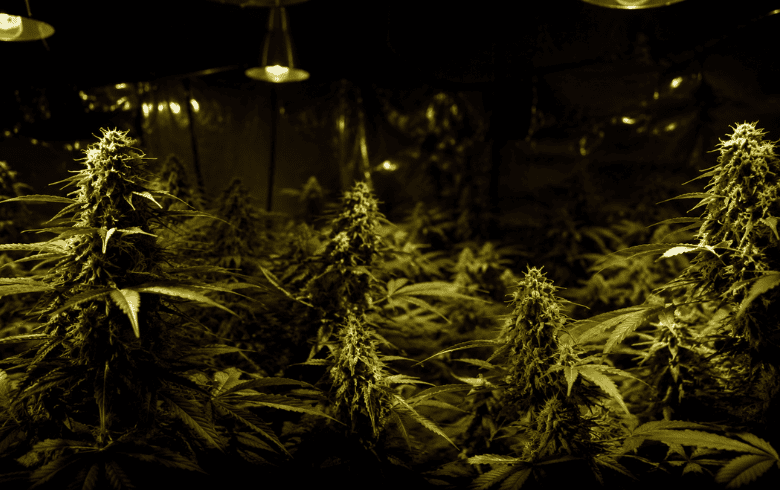 Películas de narcos y cultivo de cannabis en el cine