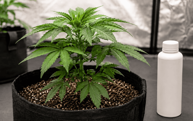 Planta joven de cannabis en fase de crecimiento vegetativo junto a un fertilizante nitrogenado