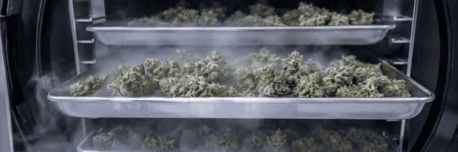 Was bedeutet die Gefriertrocknung von Cannabis?