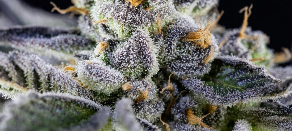 Nahaufnahme einer komplett harzigen, violetten Kush-Blüte