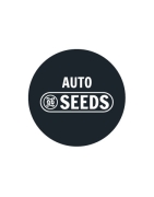 Bulk-Autosamen