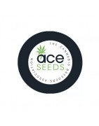 Feminisierte Samen ACE Seeds