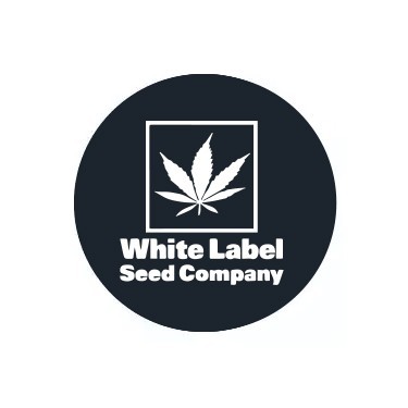 Reguläre White Label Samen