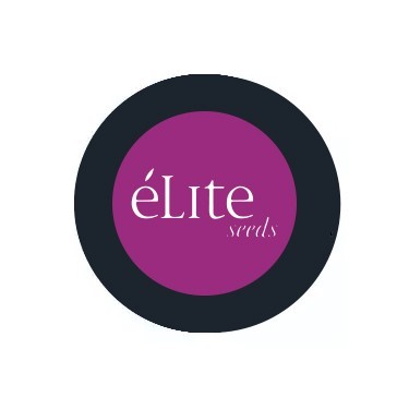 Feminisierte Elite-Samen