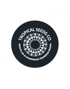 Feminisierte Samen von Tropical Seeds