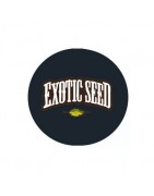 Exotic Seed Autoflowering Samen