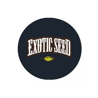 Reguläre Samen Exotic Seed