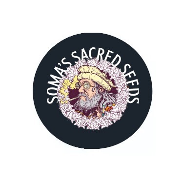 Soma Seeds feminisierte Samen