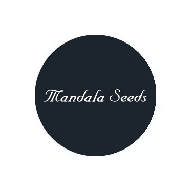 Mandala Seeds reguläre Samen