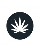 Sativa-Samen