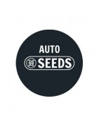 Lose Autosamen