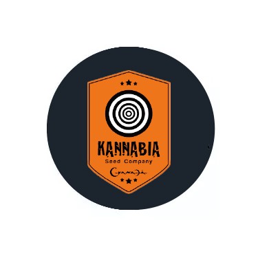 Kannabia Seeds Autoflowering-Samen