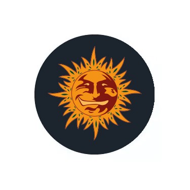 Barney's Farm Autoflower-Samen