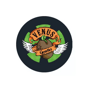 Venus Genetics Autoflowering Samen