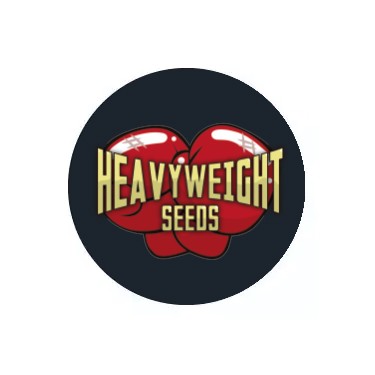 Heavyweight Seeds Autoflowering Samen