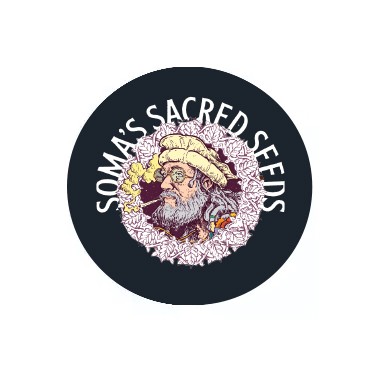 Soma Seeds feminisierte Samen