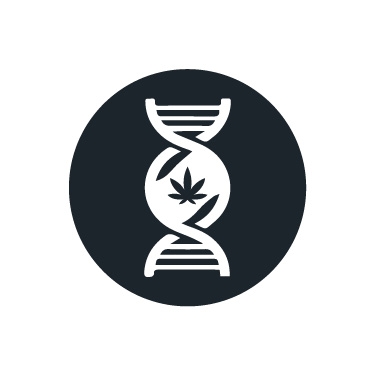 Marihuana-Genetik