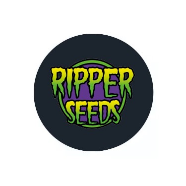 Ripper Seeds Selbstblühende Samen