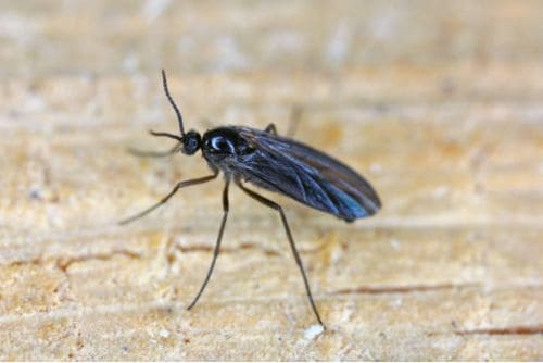 Insektizid gegen Larven im Substrat