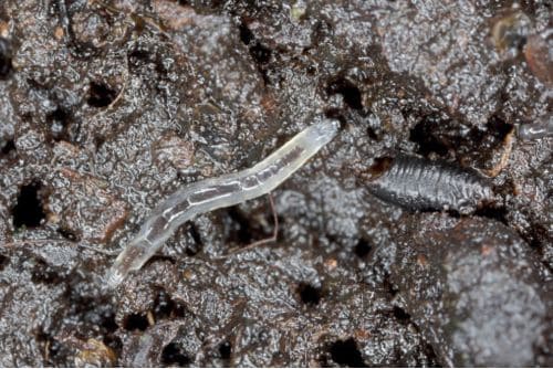 Trauermücken Insektizid